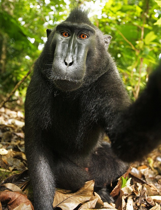Opici nenáleží autorská práva, potvrzuje americký úřad